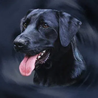 Significance of Black dog for Bhairava Sadhana