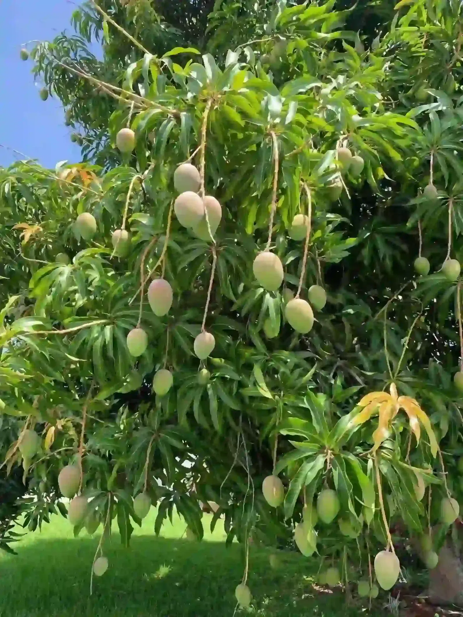 Mango Tree_New