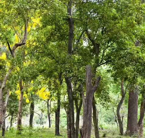 Sandalwood tree