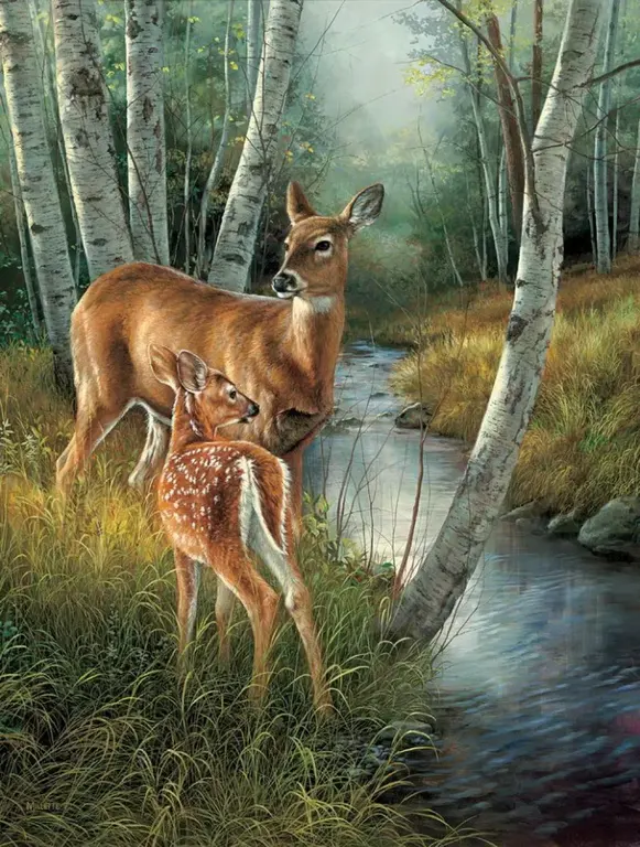 Deer in The Forest