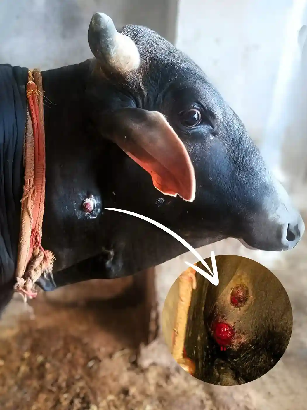 Bhola-a-bull-fighting-cancer