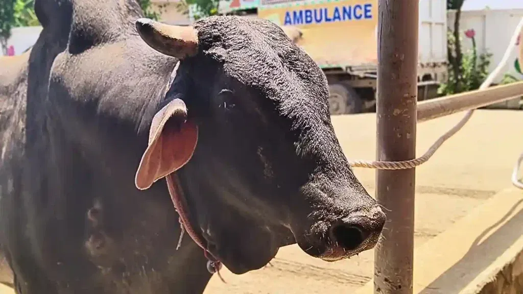 Bhola bull fighting cancer