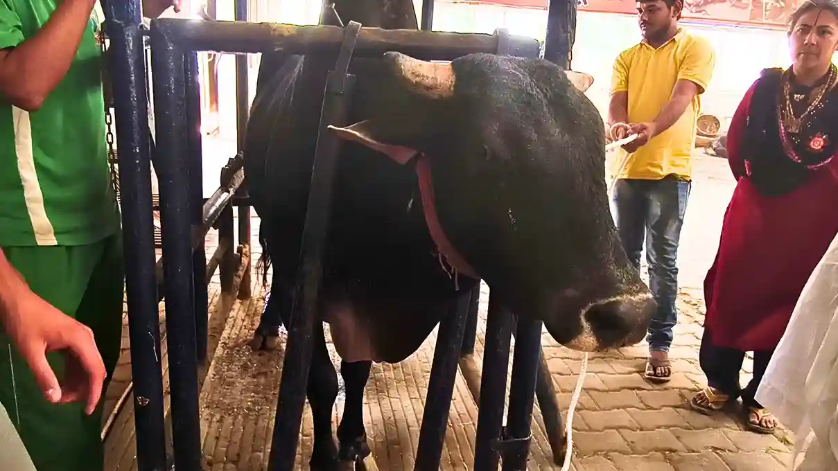 Bhola pulled to the Travis by Gausevaks