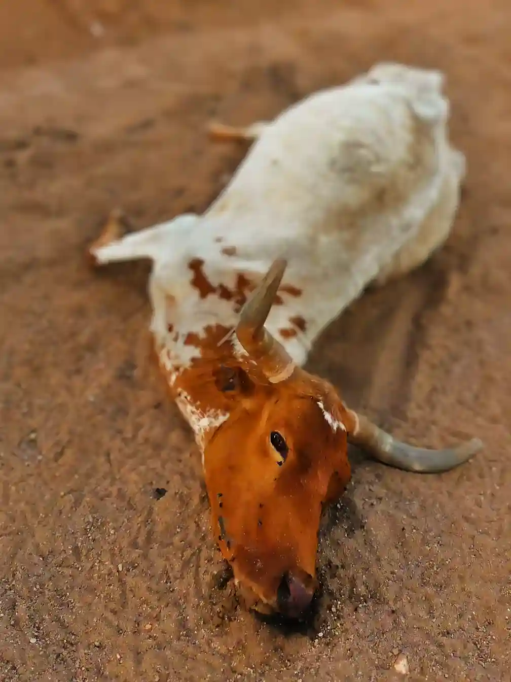 Bulls-are-starved-and-exploited