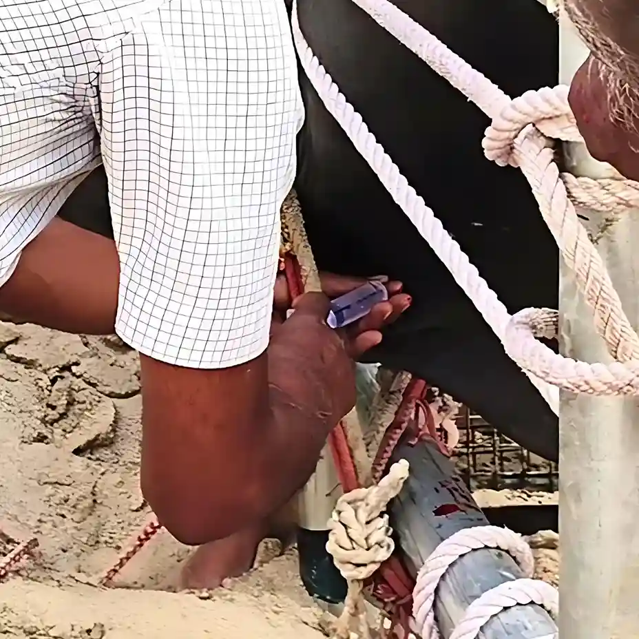 Injections for Bhola Bull