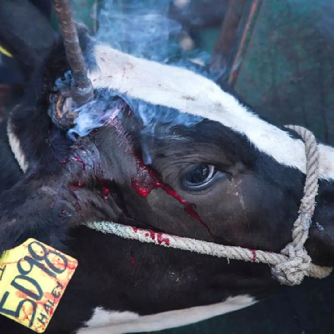 Sad-condition-of-cows