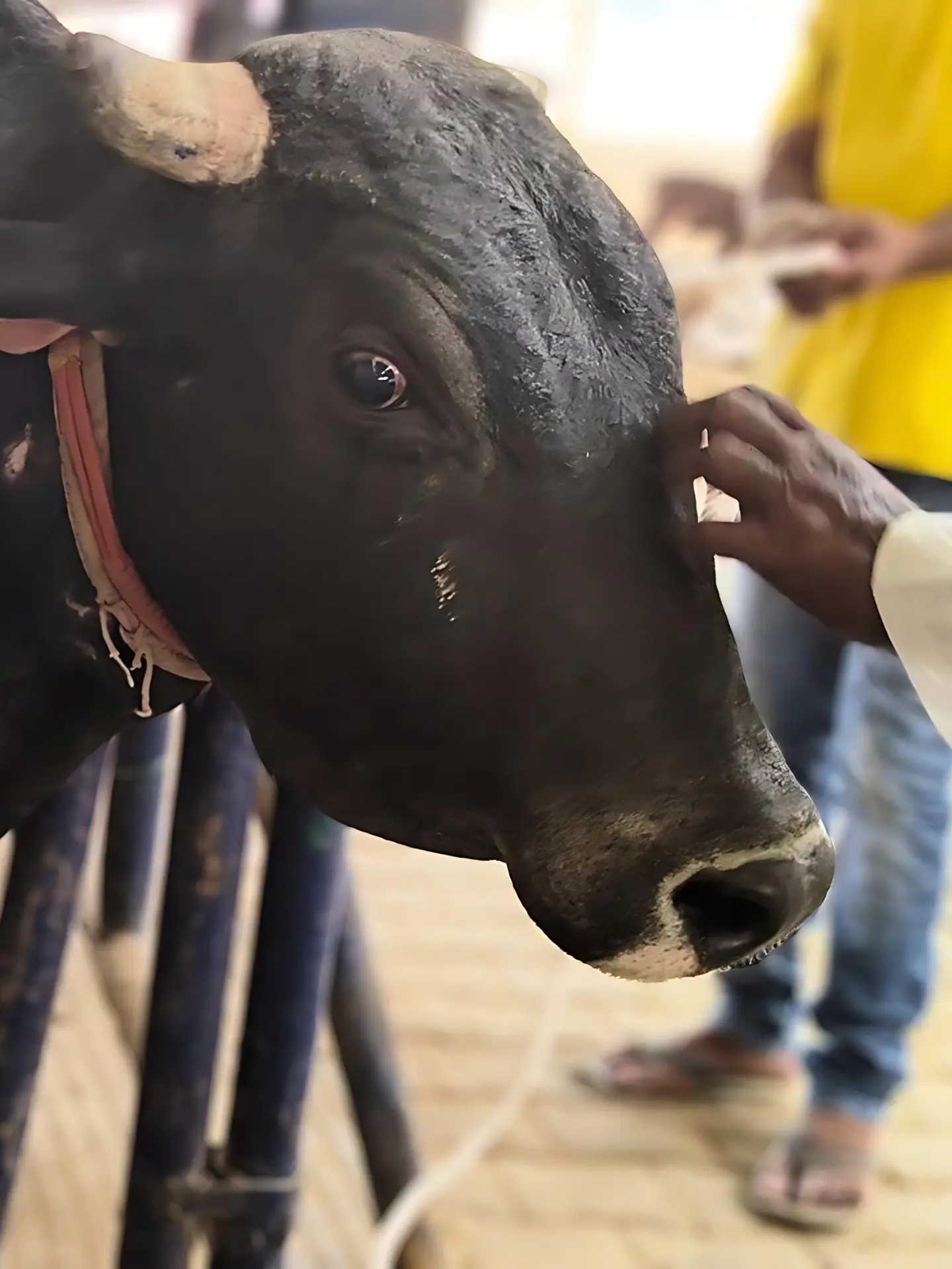 Struggle-of-Bhola-Bull