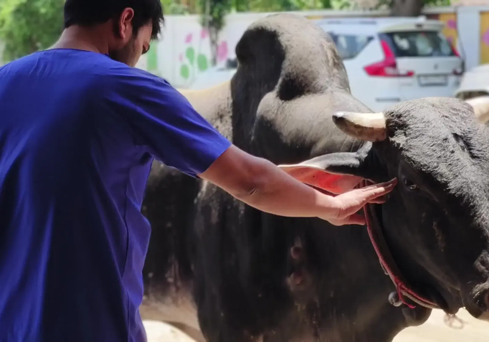 Veterinary-Doctor-treating-Bhola-Bull